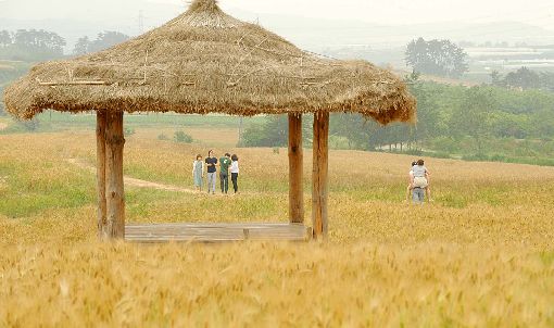 보리베기 알맞은 '망종'…초여름 날씨 지속