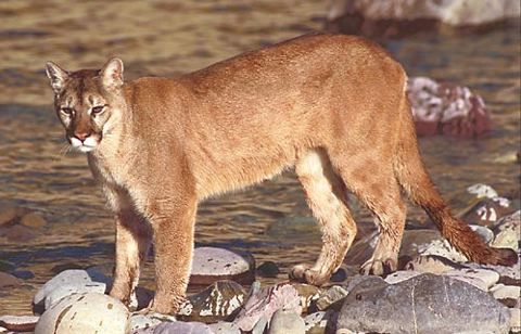 쿠거, 마운틴 라이언으로 불리기도 하는 퓨마는 아메리카의 고양이류(類) 가운데 재규어 다음으로 몸체가 크다.(사진=아시아경제DB)
