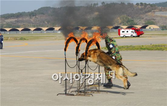 한국군 군견 총 1천400여두 보유