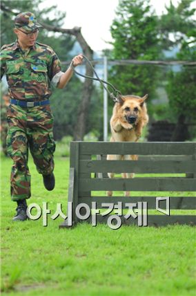 한국군 군견 총 1천400여두 보유