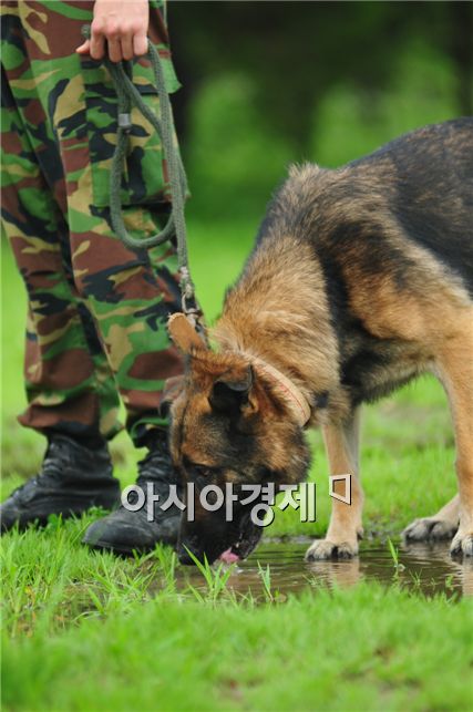 한국군 군견 총 1천400여두 보유