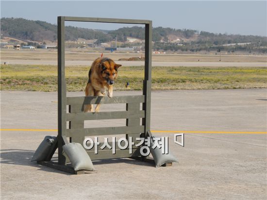 악바리 전투요원 군견의 조건