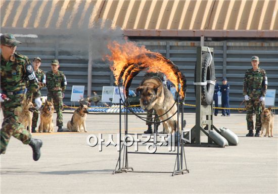 악바리 전투요원 군견의 조건