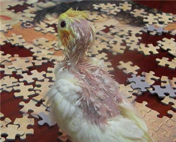 [마니아]"알에서 심장이 뛰어요!"
