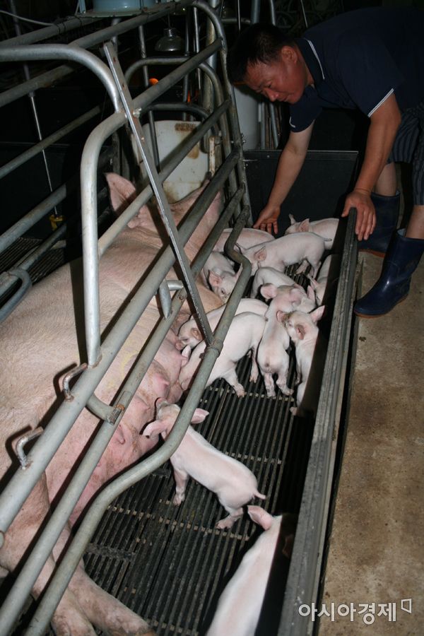 경기도, "연말까지 모든 양돈농가, '강화된 방역시설' 의무 설치"