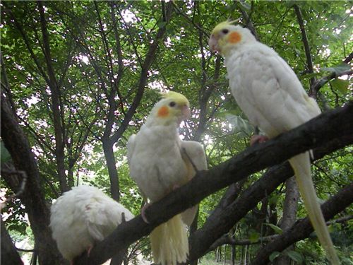 ▲나무가지 위에 앉아 있는 앵무새들(출처=아시아경제DB)