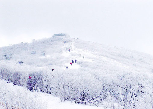 눈꽃 속의 태백산 천제단을 오르고 있는 관광객들.