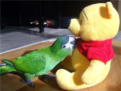 [마니아]'싫다'에 대처하는 앵무새의 자세