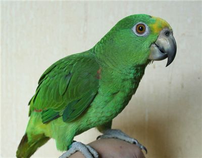 [마니아]'싫다'에 대처하는 앵무새의 자세