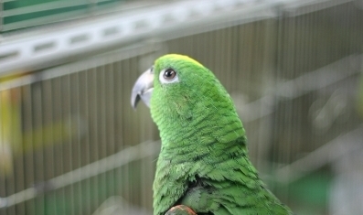 [마니아]'싫다'에 대처하는 앵무새의 자세