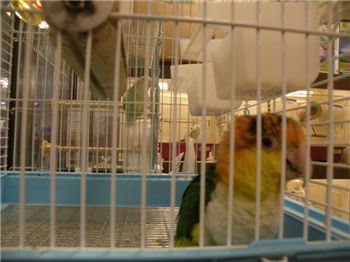 [마니아]"도쿄에서 만난 518엔짜리 가짜친구"