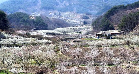 한반도 매화, 10년전보다 4일 빨리 핀다
