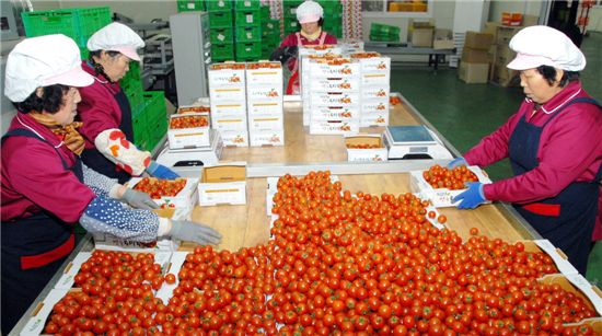 방울토마토 칼로리 얼마? "다이어트용 과일로 제격" 