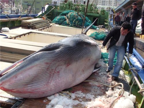 남해 밍크고래 포획 "1.5t 무게 밍크고래 가격이 무려"  
