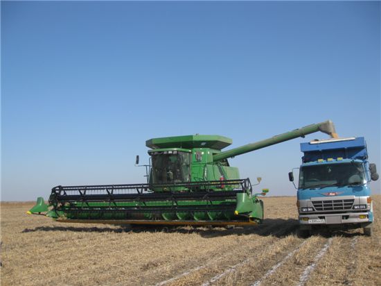 러시아 연해주 현대중공업 농장에서 옥수수를 수확하고 있다.