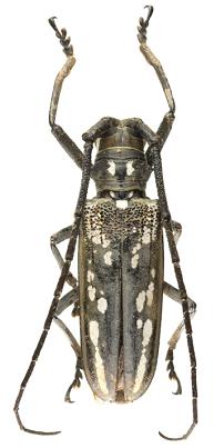 '하늘소 수십마리씩 얼굴에 달라붙어'…하늘소 세상으로 변한 강북 일대