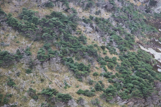한라산 중턱에 구상나무가 듬성듬성 자리를 잡고 있다. 산림청 제공