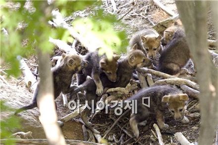 ▲'멸종 위기 야생 생물' 1급으로 지정된 늑대