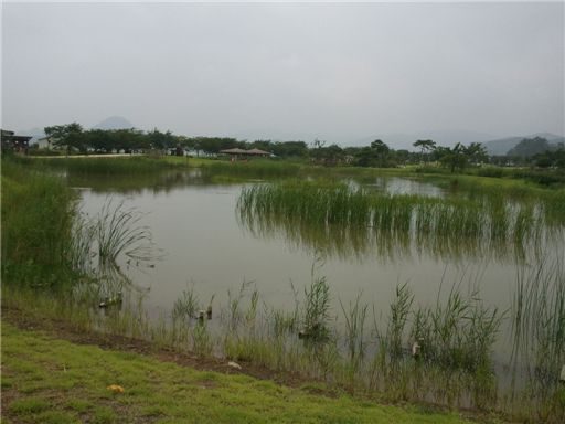 [마니아]자연의 보고 순천만 기행 '짱뚱어를 아시나요?'
