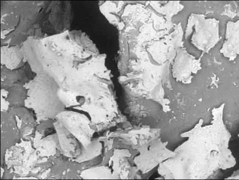 사골 단면을 현미경 촬영한 사진. 사진은 첫번째로 국물을 우려낸 후의 모습. 