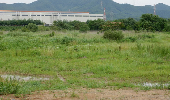타가즈코리아공장이 들어설 보령시 관창산업단지 터는 잡풀만 무성하다.