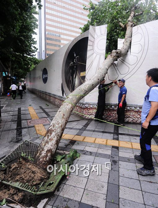 [포토] 곤파스 위력에 뿌리채 뽑힌 가로수