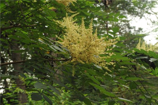 국립수목원 ‘이달의 나무’ 붉나무, ‘이달의 풀’ 석산