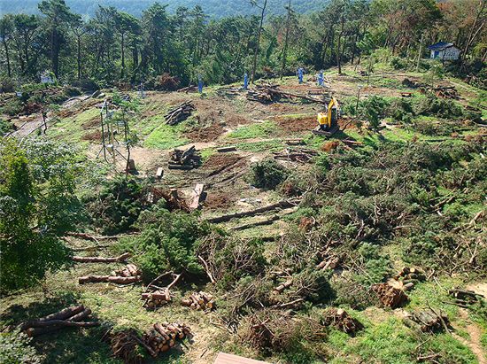 태풍 피해를 막기 위해 작업 중인 산림지 모습.