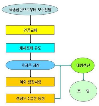 클론임업(clonal forestry) 연구 흐름도.