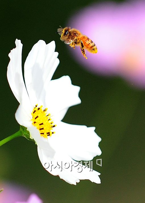 [포토] '꽃 향기에 취해~'