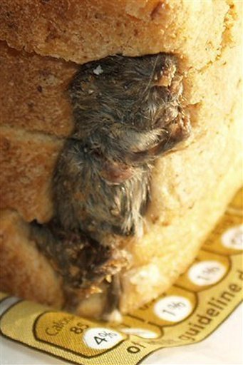 식빵 속에 죽은 생쥐가…
