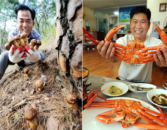 [여행]향긋한 명품 송이, 살 듬뿍 싱싱 홍게