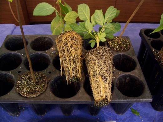 산림자원육성 위한 가을철 나무심기 시동