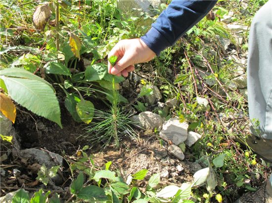 산림자원육성 위한 가을철 나무심기 시동