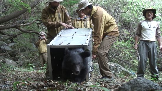 지난 1일 아기 반달가슴곰이 지리산으로 방사되고 있다.