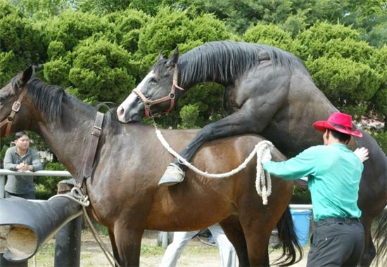 [주말레이싱] '부모의 자격' 말은 더 엄격하다