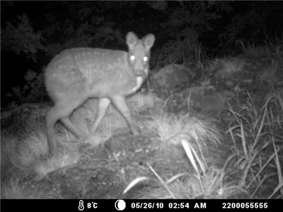 DMZ에 멸종위기 사향노루 있다