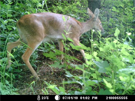 DMZ에 멸종위기 사향노루 있다