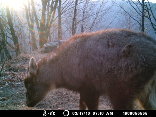 DMZ에 멸종위기 사향노루 있다