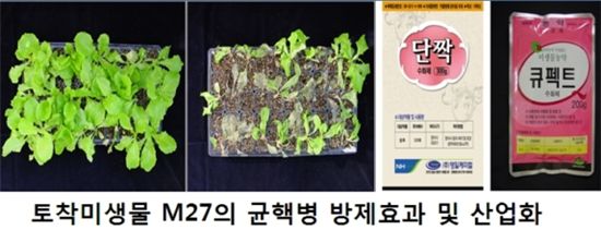 균핵병 방제효과와 산업화
