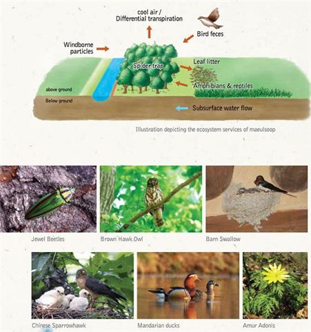 지구촌에 알려진 ‘한국의 마을 숲’ 