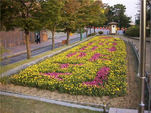 서울시, 한강공원에 국화 2만1300본 식재