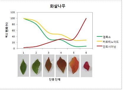 화살나무의 단풍 단계 그래프.