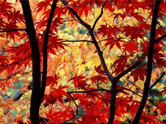 붉게 물들어가고 있는 계룡산 자락의 가을 단풍.