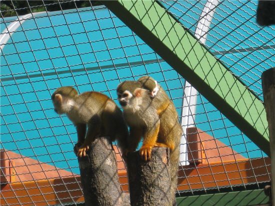 사육장에서 통나무 위에 올라 앉아 햇볕을 쬐고 있는 다람쥐원숭이들.