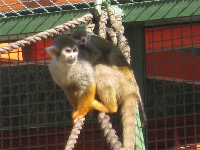 어미 다람쥐원숭이가 새끼를 등에 업고 줄에 매달려 있는 모습.