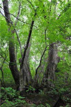 책으로 만나는 백두대간 ‘녹색 수호신들’