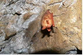 붉은박쥐 (멸종위기야생동물 1급-함평 남부권역)
