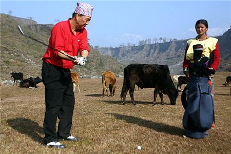  네팔 히말라야골프장은 기계로 페어웨이를 깎는 대신 소와 양이 잔디를 뜯어 먹게 한다. 