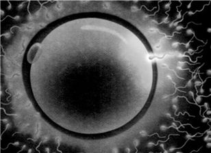 대리모 아닌 대리부도 있다